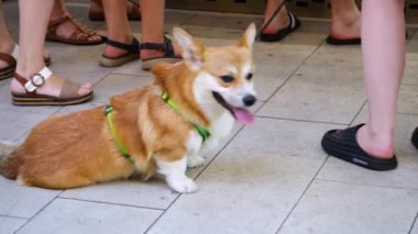 Galli bir Corgi köpeği yürümeyi bekleyen insanların arasında oturur..