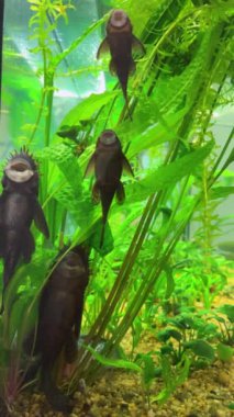 Tatlı su akvaryumundaki Ancistrus yayın balığı camdaki yeşil yosunların arasında. Dikey video.