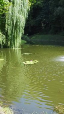 Gölün ortasında bir çeşme parktaki ağaçların arka planına karşı. Dikey video.