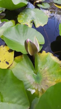 Beyaz Nymphaea çiçeği yeşil yaprakların arasında. Dikey video.