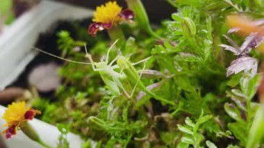 Bir Avrupalı peygamber devesi, bir çömlekteki çilek bitkisinin yapraklarına oturur..