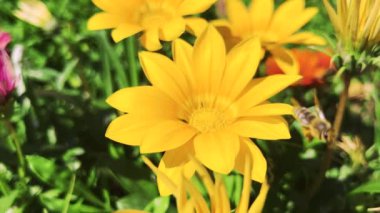 Gazania rigens yazın bahçede çiçek açar. Çiçekteki bir arı.