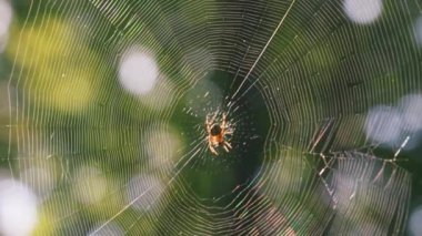 Örümceğin merkezindeki örümcek rüzgarda sallanıyor. Ormanda çekim yapmak..