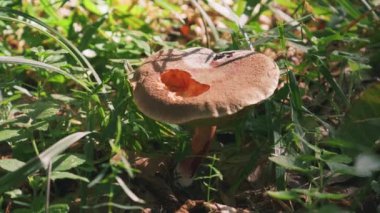 Ormandaki çimlerde yenilebilir mantar fotokopisi..