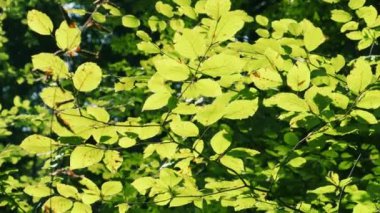 Avrupa kayın ağacının yaprakları Ormandaki güneşin arka ışığında.