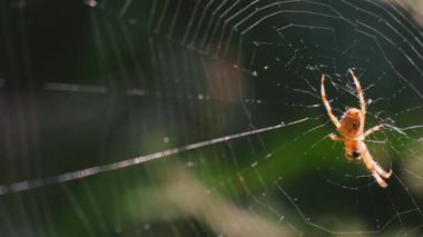 Örümceğin merkezindeki örümcek rüzgarda sallanıyor. Ormanda çekim yapmak..