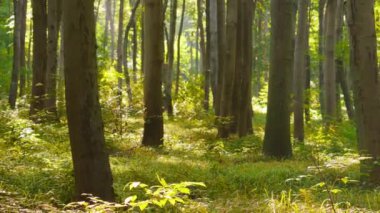 Avrupa kayın ağacı gövdeleri ormanın arka planında.