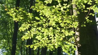 Avrupa kayın ağacının yaprakları Ormandaki güneşin arka ışığında.