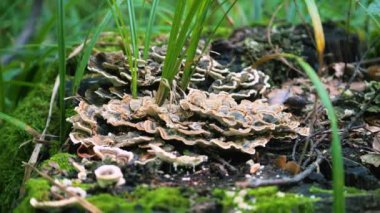 Türkiye Kuyruğu (Trametes versicolor) mantarı yosun kaplı çürüyen bir kütük üzerinde büyüyor.
