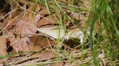 Orman mantarı Tricholoma ormandaki uzun yeşil çimenlerin arasında yetişir. Bir kadının eli bu mantarı topluyor..
