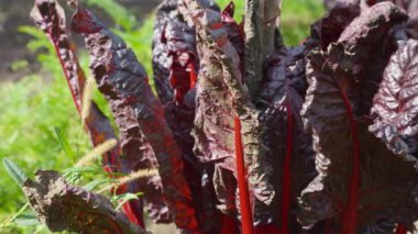 Chard veya Swiss chard yeşil yapraklı bir sebzedir. Beta vulgaris subsp. Terbiyesiz var. Terbiyesiz..