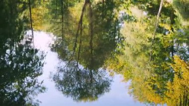 Göletin sularındaki sonbahar ağaçlarının yansıması..