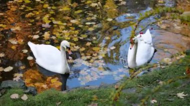 Akşamları bir sonbahar parkındaki gölette beyaz kuğular yüzer. Suyun yüzeyi üzerinde düşen yapraklarla güzel bir altın rengidir..