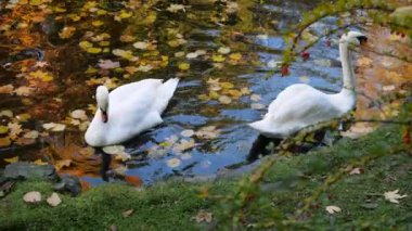 Akşamları bir sonbahar parkındaki gölette beyaz kuğular yüzer. Suyun yüzeyi üzerinde düşen yapraklarla güzel bir altın rengidir..