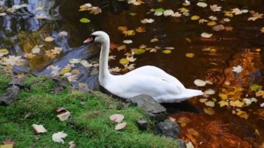Akşamları bir sonbahar parkındaki gölette beyaz kuğular yüzer. Suyun yüzeyi üzerinde düşen yapraklarla güzel bir altın rengidir..