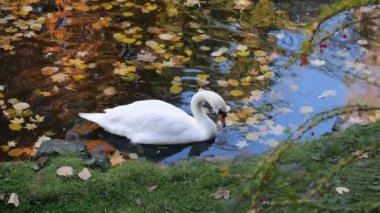Akşamları bir sonbahar parkındaki gölette beyaz kuğular yüzer. Suyun yüzeyi üzerinde düşen yapraklarla güzel bir altın rengidir..