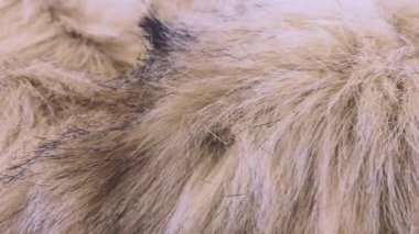 Uzun kazıklı sahte kürk, tilki kürkü taklidi, dönen bir vitrinde kutup tilkisi. Moda, tasarım, doğa ve hayvan koruma teması üzerine arka plan.