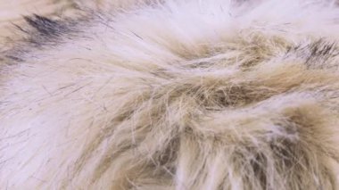 Uzun kazıklı sahte kürk, tilki kürkü taklidi, dönen bir vitrinde kutup tilkisi. Moda, tasarım, doğa ve hayvan koruma teması üzerine arka plan. Yakın çekim görünümü.