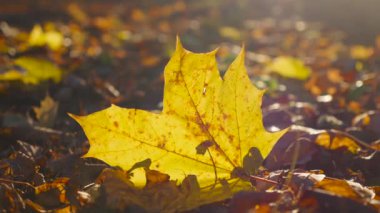 Sarı bir sonbahar akçaağaç yaprağı güneş ışığı ışınlarında dökülen yaprakların arasında yatar..