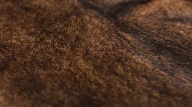 Kahverengi doğal vizon kürk yakın plan görüntüde dönüyor. Kalın, parlak kürkün dokusu..