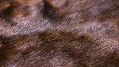 Kahverengi doğal vizon kürk yakın plan görüntüde dönüyor. Kalın, parlak kürkün dokusu..