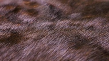 Kahverengi doğal vizon kürk yakın plan görüntüde dönüyor. Kalın, parlak kürkün dokusu..