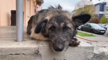 Mağazanın yanında sahibini bekleyen büyük, güzel bir kırma köpek var..