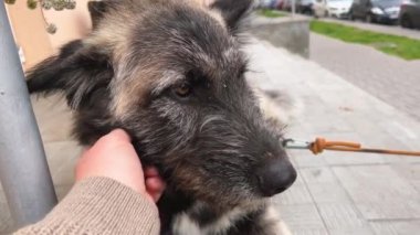 Büyük, güzel bir melez köpek dükkanın yakınında sahibini bekliyor. Bir kadın köpeği eliyle okşar..