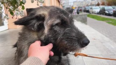 Büyük, güzel bir melez köpek dükkanın yakınında sahibini bekliyor. Bir kadın köpeği eliyle okşar..