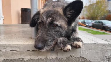 Mağazanın yanında sahibini bekleyen büyük, güzel bir kırma köpek var..