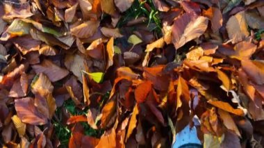 Parktaki güneş ışınlarında düşen sonbahar yapraklarının arka planı.