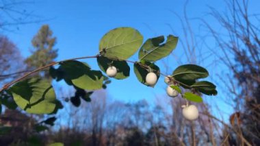 Sonbaharda açan dekoratif beyaz böğürtlenli bir senfoni çalısı dalı. Noel dekorasyonu için kullanılıyor.