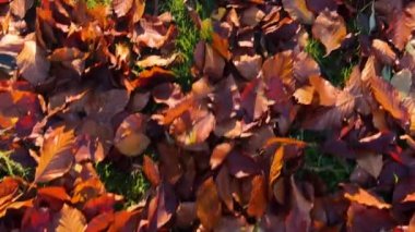 Beyaz spor ayakkabılı bir kadın parkta düşen sonbahar yaprakları üzerinde yürür..