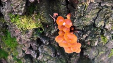 Flammulina velutipes, kadife ayak, kadife sapı, kadife şiş ya da yabani enoki mantarları sonbaharda düşen yapraklar ve yosunların arasında bir ağaç kütüğünde yetişir..
