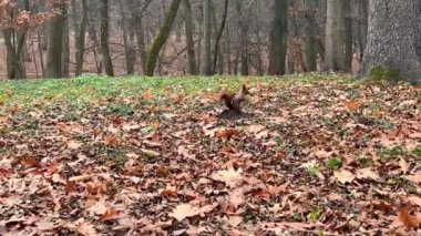 Sonbahar parkında düşen yaprakların arasında Avrupa kızıl sincabı.