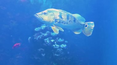 Cichla kelberi, Kızıl Kan Papağan Balığı, Cichlasoma, Cichlids ve diğer yırtıcı balıklar büyük bir tatlı su akvaryumunda yüzerler..