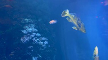 Cichla kelberi, Kızıl Kan Papağan Balığı, Cichlasoma, Cichlids ve diğer yırtıcı balıklar büyük bir tatlı su akvaryumunda yüzerler..