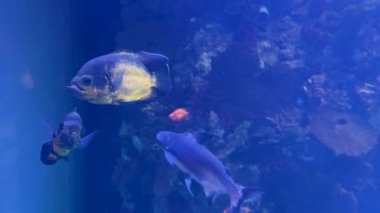 Astronotus, Cichlids, Pangasius Catfish ve diğer yırtıcı balıklar büyük bir tatlı su akvaryumunda yüzerler..