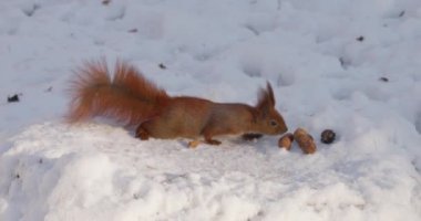Bir orman sincabı kışın karla kaplı bir ağaç kütüğünden fındık topluyor..