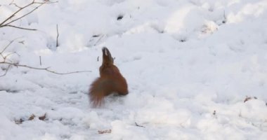 Bir orman sincabı kışın yiyecek aramak için karda dolaşır..