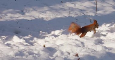Bir orman sincabı kışın karla kaplı bir kütükten fındık topluyor..