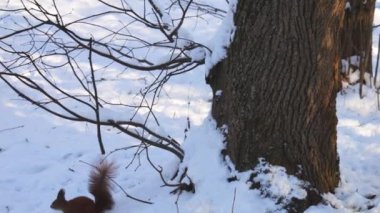 Bir orman sincabı kışın yiyecek aramak için karda dolaşır..