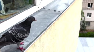 A dove bird walks on a metal windowsill against the background of a glass window.