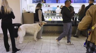 LVIV, UKRAINE - 12 Ekim 2024: Güzel beyaz bir Rus tazısı sahipleriyle birlikte dondurma kuyruğunda bekliyor.