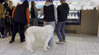 LVIV, UKRAINE - 12 Ekim 2024: Güzel beyaz bir Rus tazısı sahipleriyle birlikte dondurma kuyruğunda bekliyor.