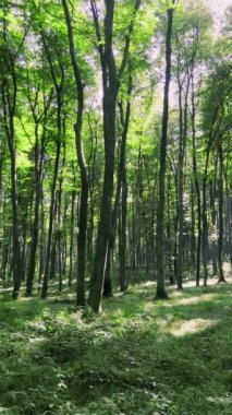 Güneşli bir günde uzun ağaçlı kayın ormanının panoramik manzarası. Dikey video.
