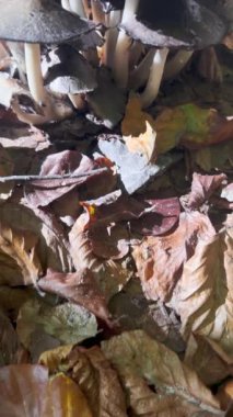 Coprinus Comatus 'un eski meyve cesetleri, ya da kabarık mürekkep başlığı, avukat peruğu, çimenlerde büyüyen tüylü mantar. Dikey video.