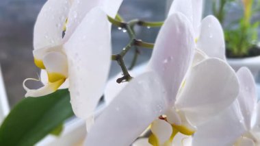 Pencere kenarındaki su damlalarında açan beyaz orkide çiçekleri..