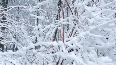 Kışın çalılıklarda kar yağar.