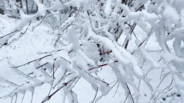 Kışın çalılıklarda kar yağar.